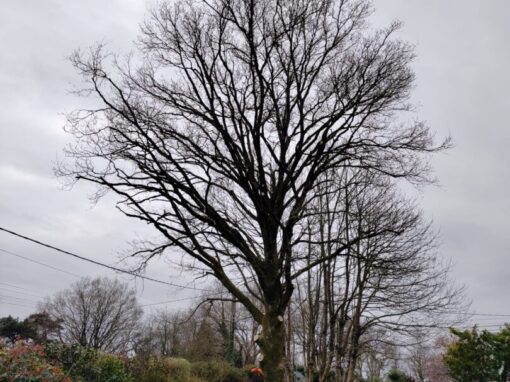 Élagage sur chêne après Brech (1)