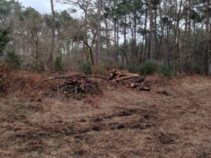 Remise en état nettoyage sous-bois Carnac (1)