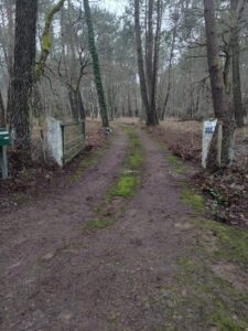 Remise en état nettoyage sous-bois Carnac (2)