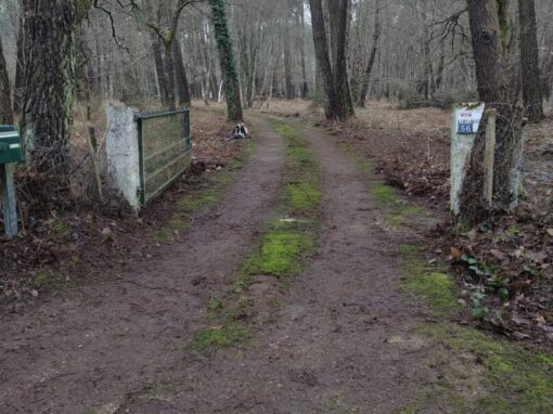 Remise en état nettoyage sous-bois Carnac (1)