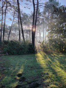 Remise en état nettoyage sous-bois Carnac (3)