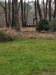 Remise en état nettoyage sous-bois Carnac (4)