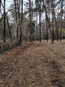 Remise en état nettoyage sous-bois Carnac (5)