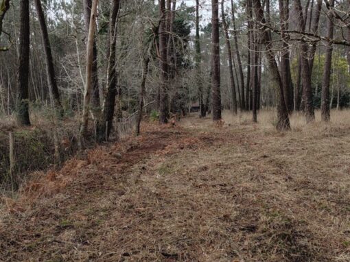 Remise en état nettoyage sous-bois Carnac (1)